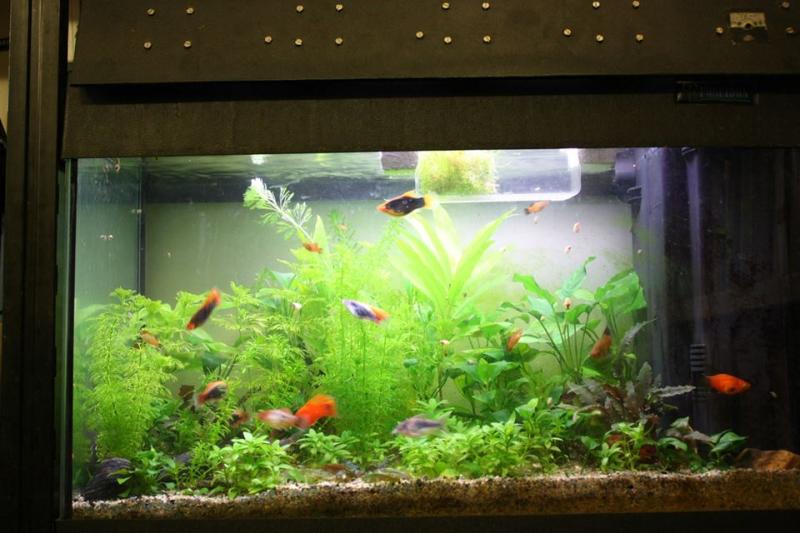 Acquario 60 litri, 15 febbraio 2014