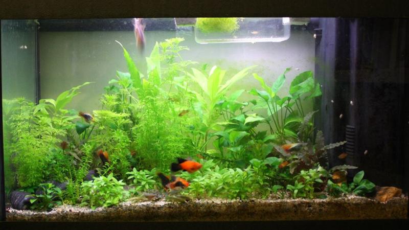 Acquario 60 litri, 1 febbraio 2014