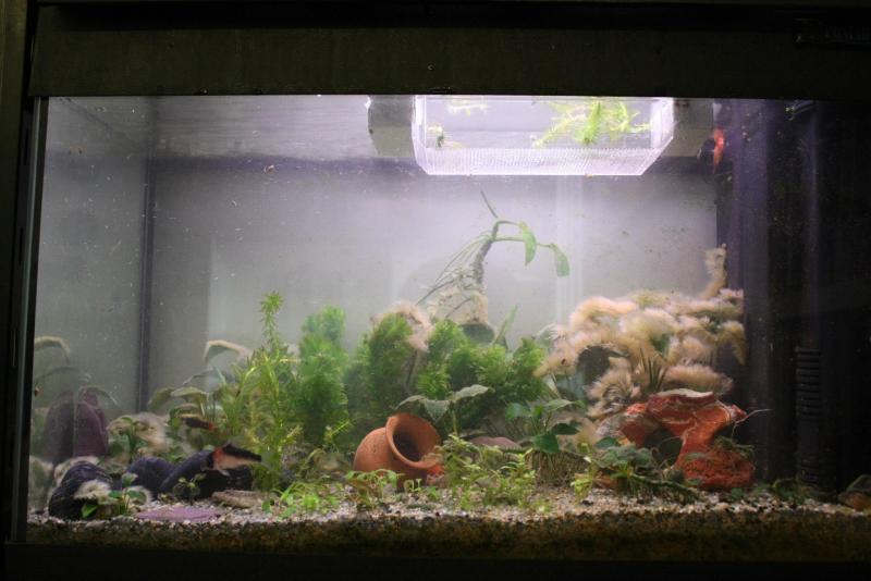 Acquario 60 litri, 29 settembre 2013 - immediatamente dopo il trattamento delle piante con ipoclorito di sodio (candeggina)