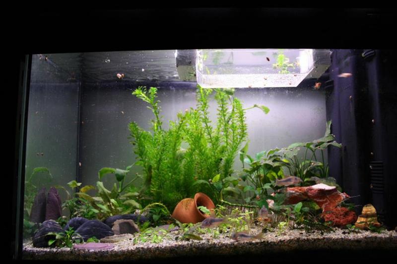 Acquario 60 litri, 13 ottobre 2013