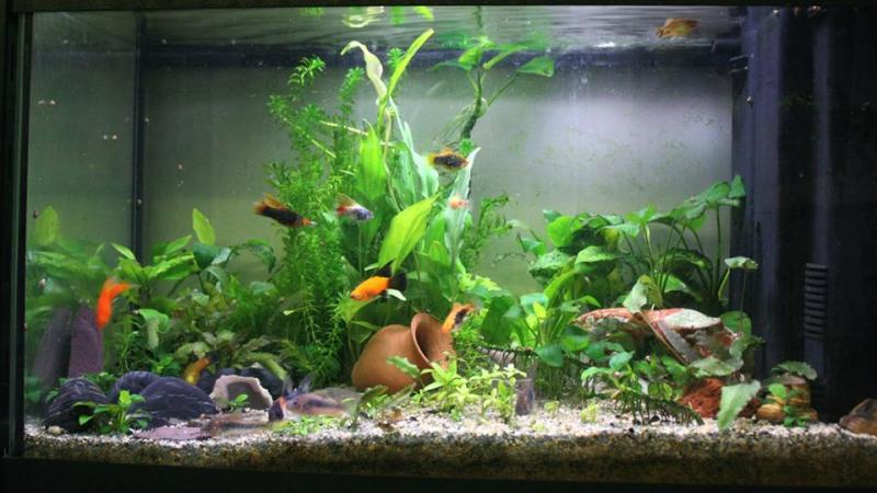 Acquario 60 litri, 16 novembre 2013