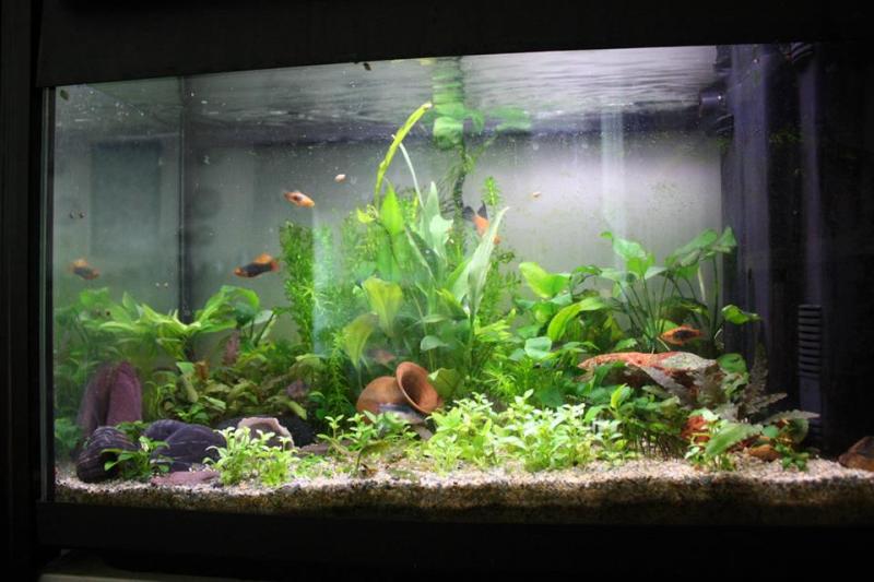 Acquario 60 litri, 1 dicembre 2013