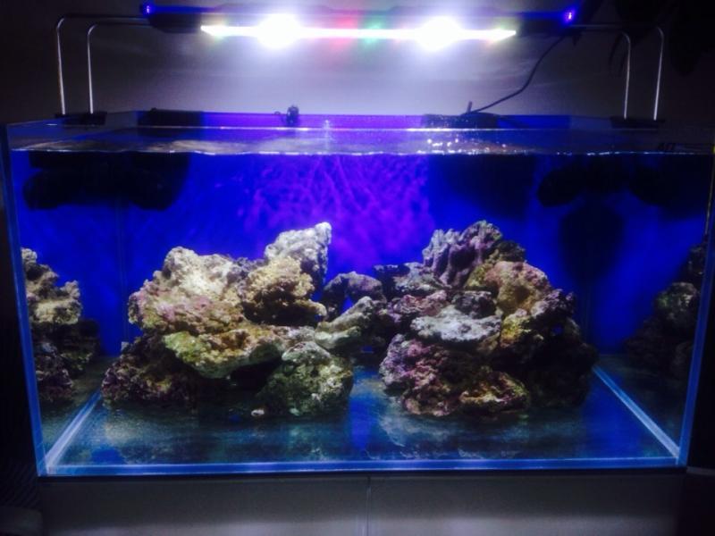 Acquario di sera bel tempo si spera