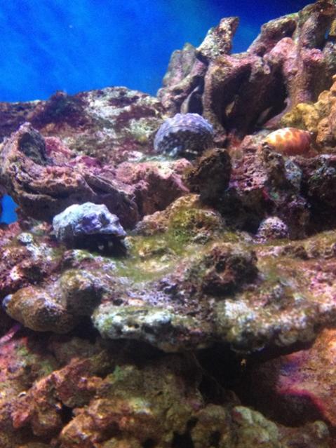 I calcinus elegans