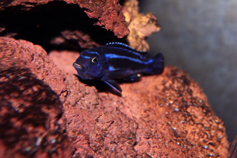 Melanochromis cyaneorhabdos femmina in incubazione