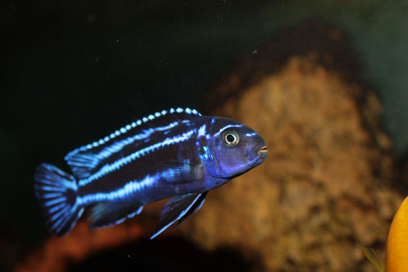 Melanochromis cyaneorhabdos maschio