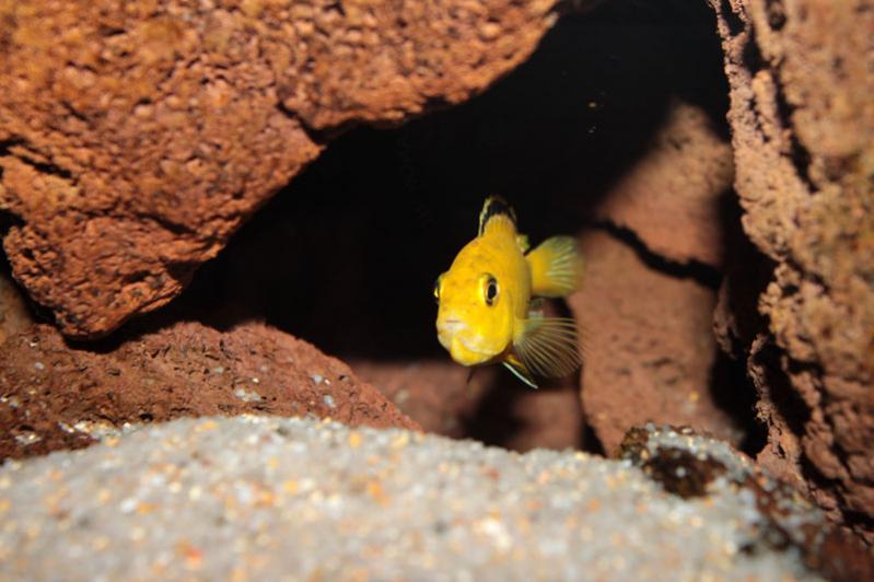 labidochromis caeruleus femmina incubatrice nella tana