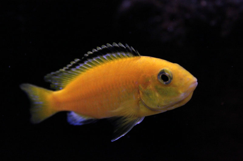 labidochromis caeruleus femmina in incubazione
