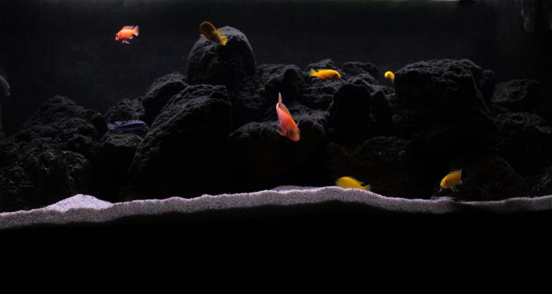 Malawi tank