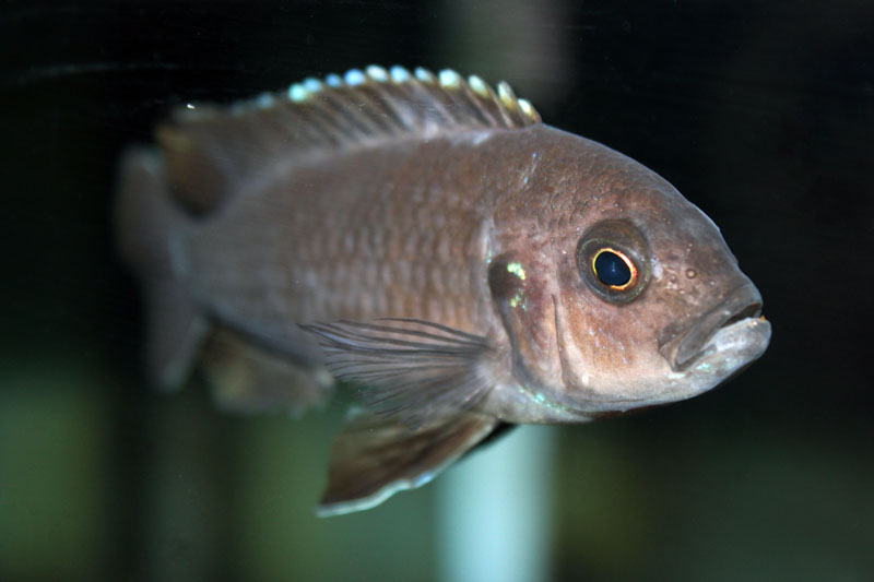 Cynotilapia mbamba femmina