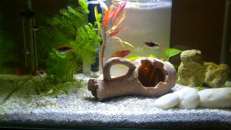 my aquarium