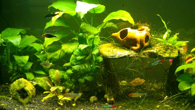 tiger's acquarium