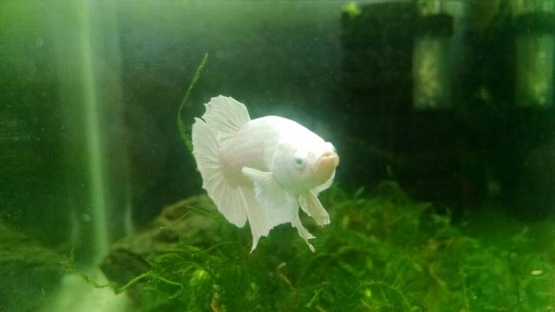 splendens