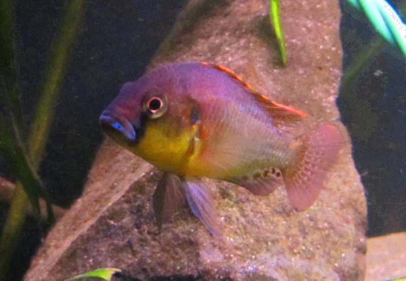 Astatotilapia burtoni