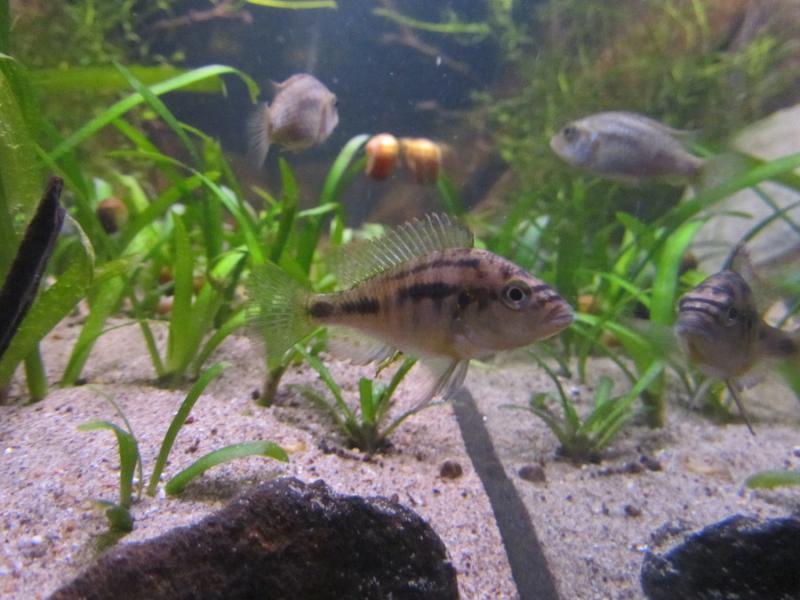Astatotilapia burtoni
