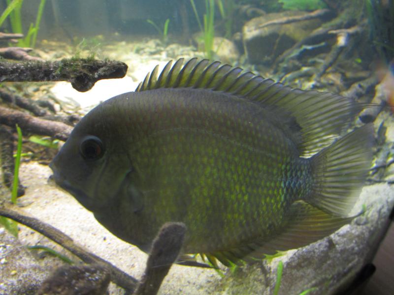 Heros severum