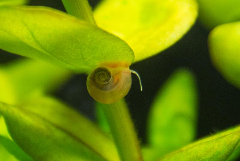Planorbarius corneus