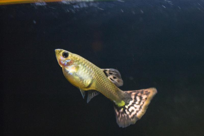 la guppy incinta <3