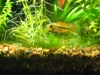 Cacautoides