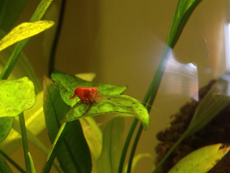 Femmina caridina red cherry 

(Non pi in vasca)
