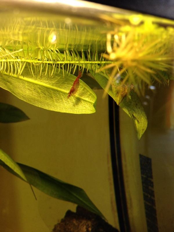 Maschio caridina red cherry 

(Non pi in vasca)