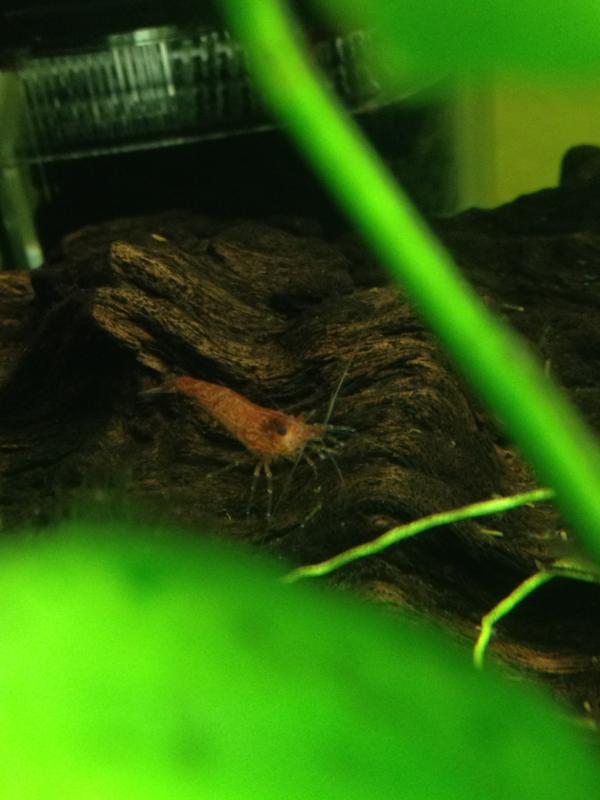 Maschio caridina red cherry 

(Non pi in vasca)