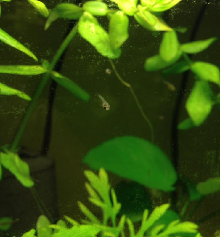 Guppy di un mese