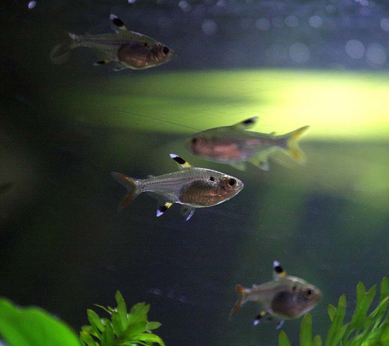 pristella maxillaris
il compagno ideale per dei ciclidi nani, poco aggressiva ed estremamente remissiva.