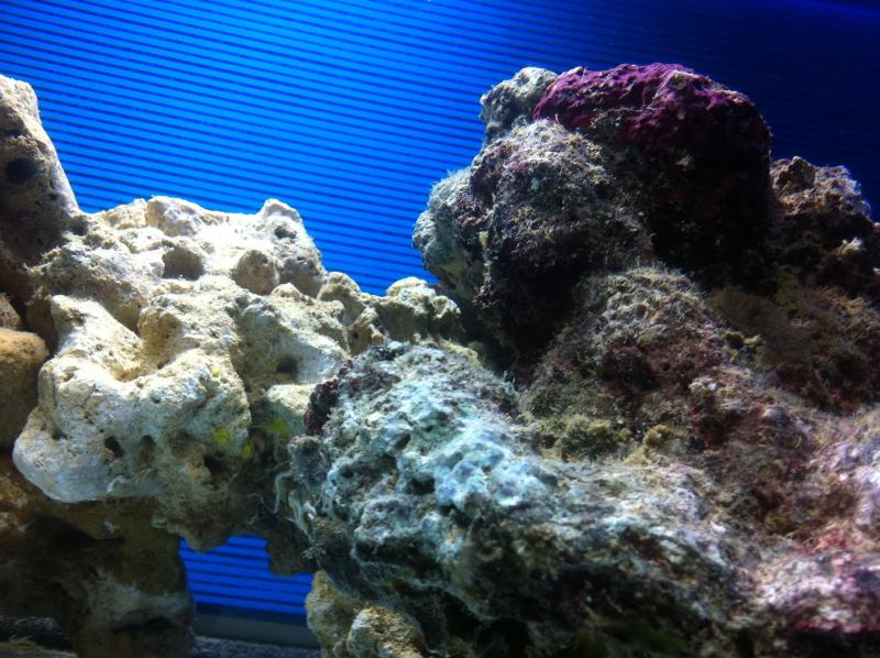acquario 253