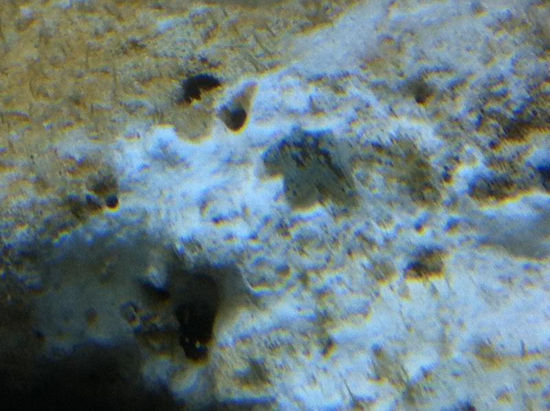acquario 259