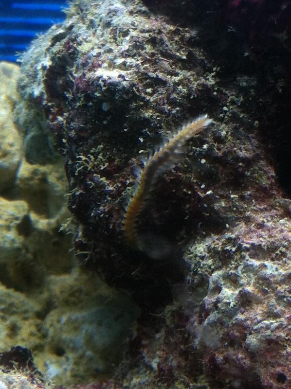 acquario 274
