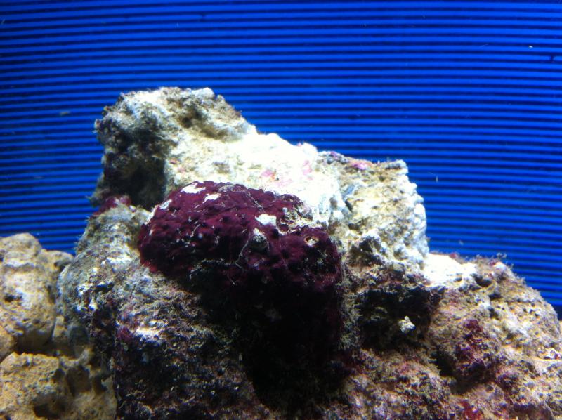 acquario 264