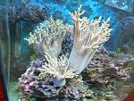 Corallo Sinularia2
