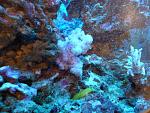Corallo Dendronephthya2