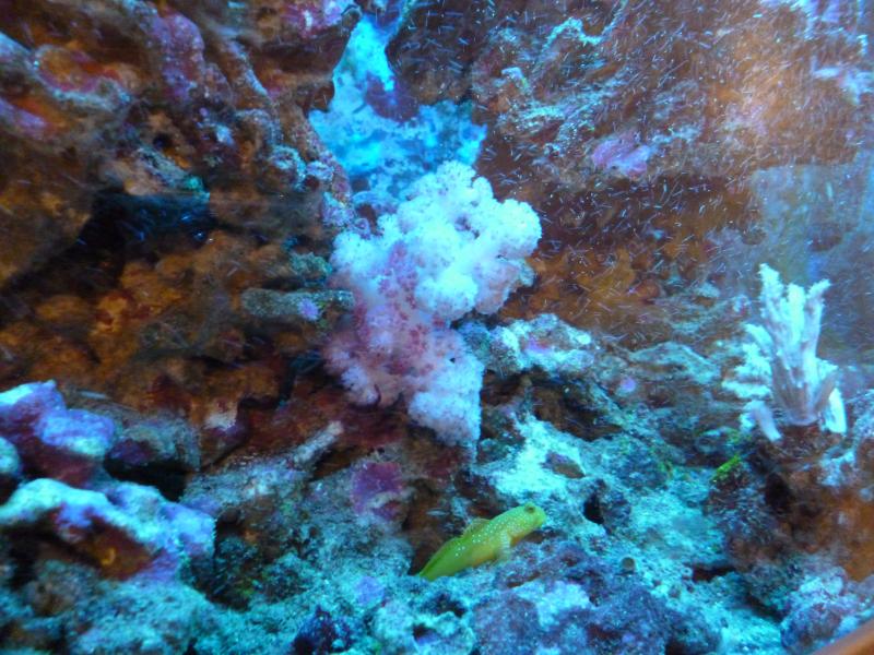 Corallo Dendronephthya2