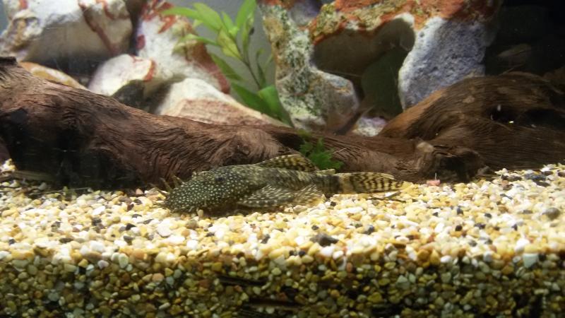 ancistrus
