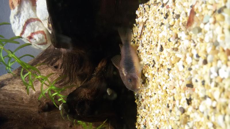 corydoras aeneus