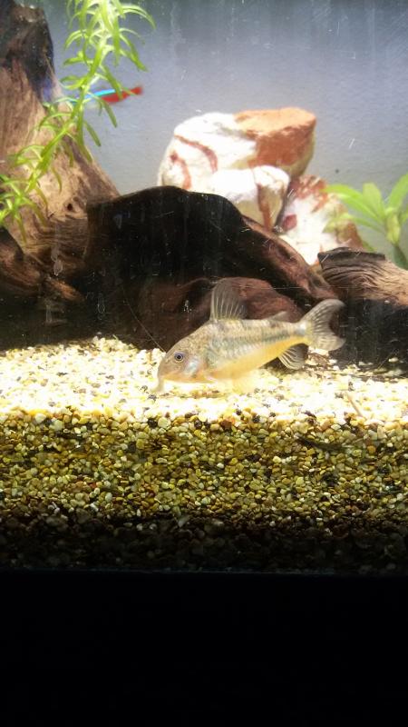 corydoras paleatus