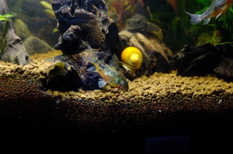 Corydoras Paleatus