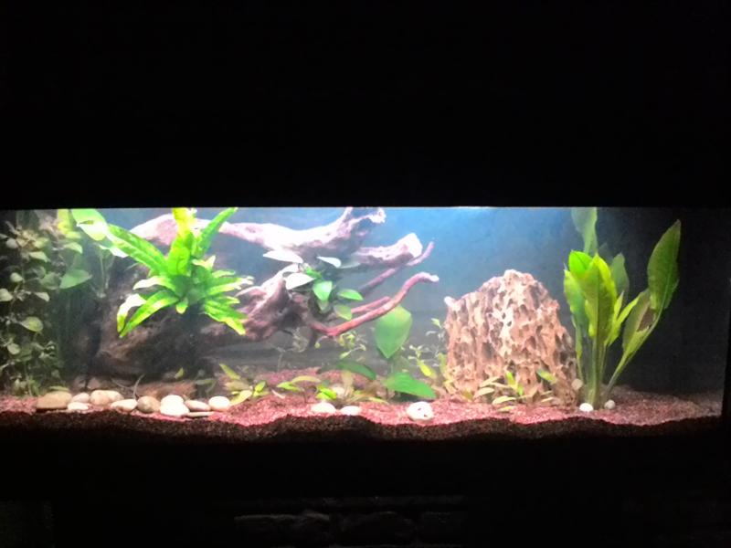 Nuovo allestimento 100l dopo 4 giorni:-)