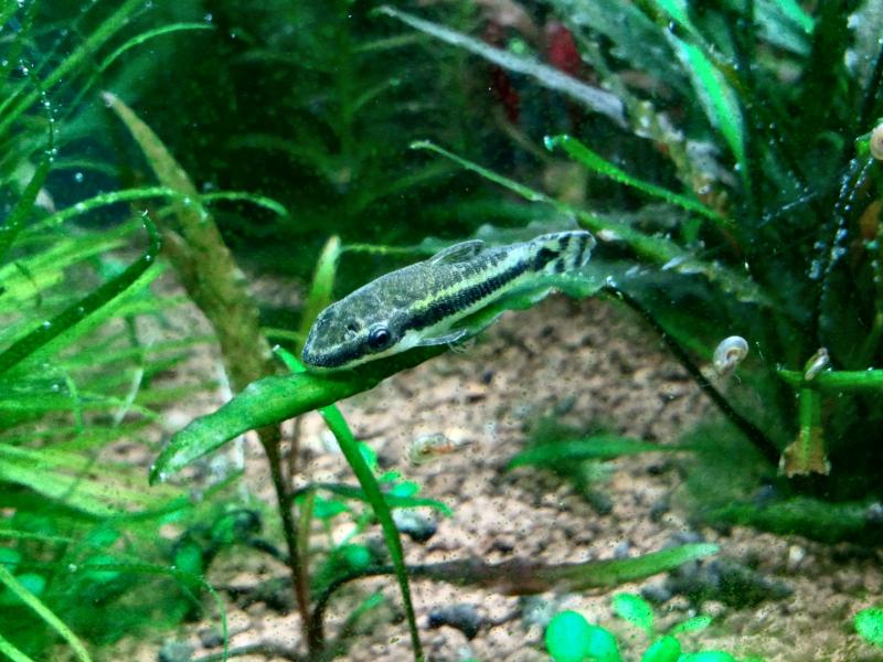 Otocinclus