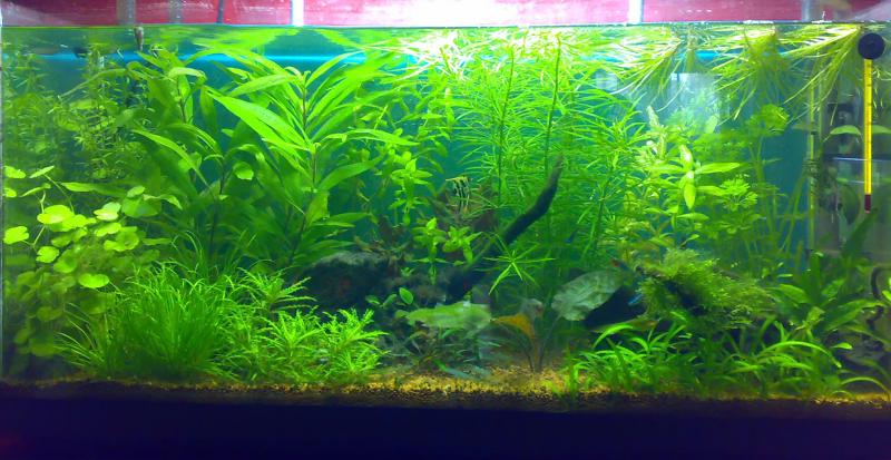 Acquario