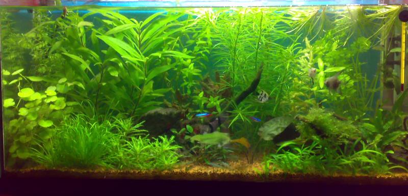 Acquario 2