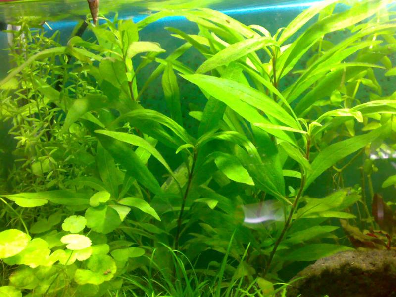 Siamensis