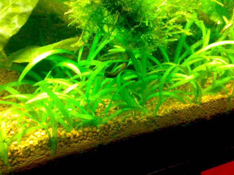 Sagittaria