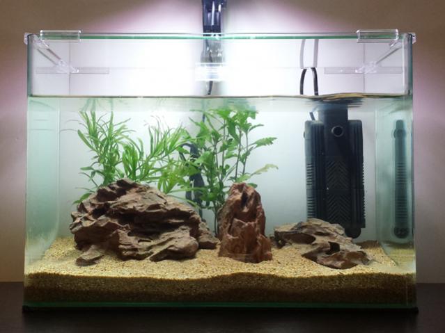 Prime due piante: heteranthera zosterifolia e hygrophila pinnatifida