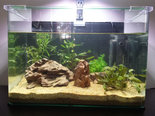 Altre due: cryptocoryne wendtii tropica e limnophila heterophylla sessiflora