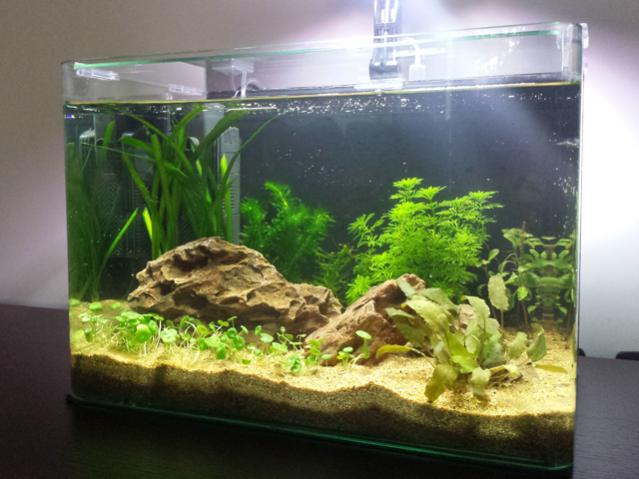 Aggiunta la Vallisneria Spiralis Red e la Egeria Densa