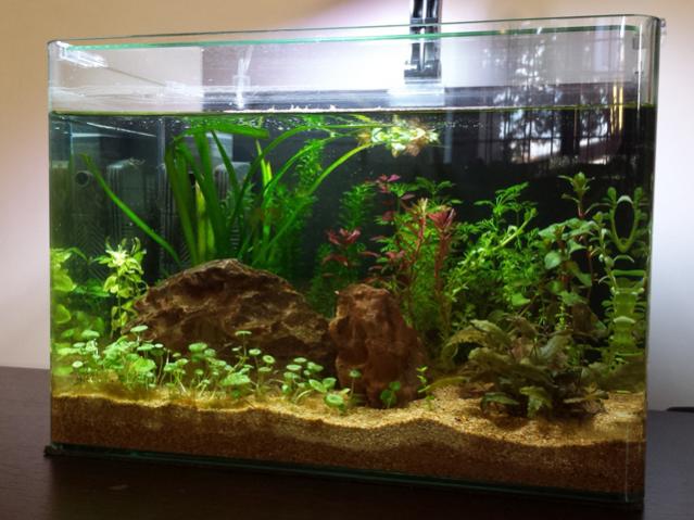 Aggiunte phyllanthus fluitans, lindernia rotundifolia variegated, ludwigia mini super red, bacopa australis, rotala rotundifolia colorata, bacopa monnieri e ludwigia messancana