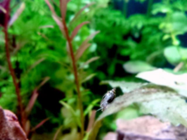 Physa di 3mm su Cryptocoryne Wendtii Tropica